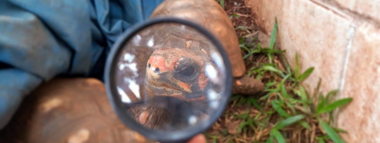 TARTARUGA Colegio particular Sorocaba Educaçao infantil Sorocaba